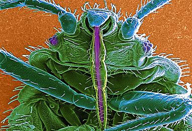 T2专利暗示《GTA6》角色动画将有突破性创新！